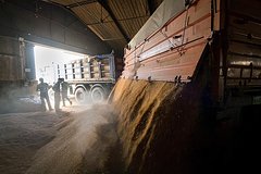 В России рассказали о рекорде по сбору зерна в бункерном весе
