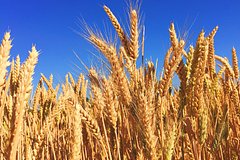Мировые цены на пшеницу подскочили