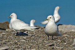 «Роснефть» завершила летние полевые исследования белой чайки в Карском море