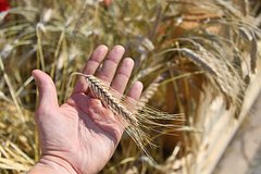 В ООН раскрыли объем направленной в развивающиеся страны пшеницы с Украины